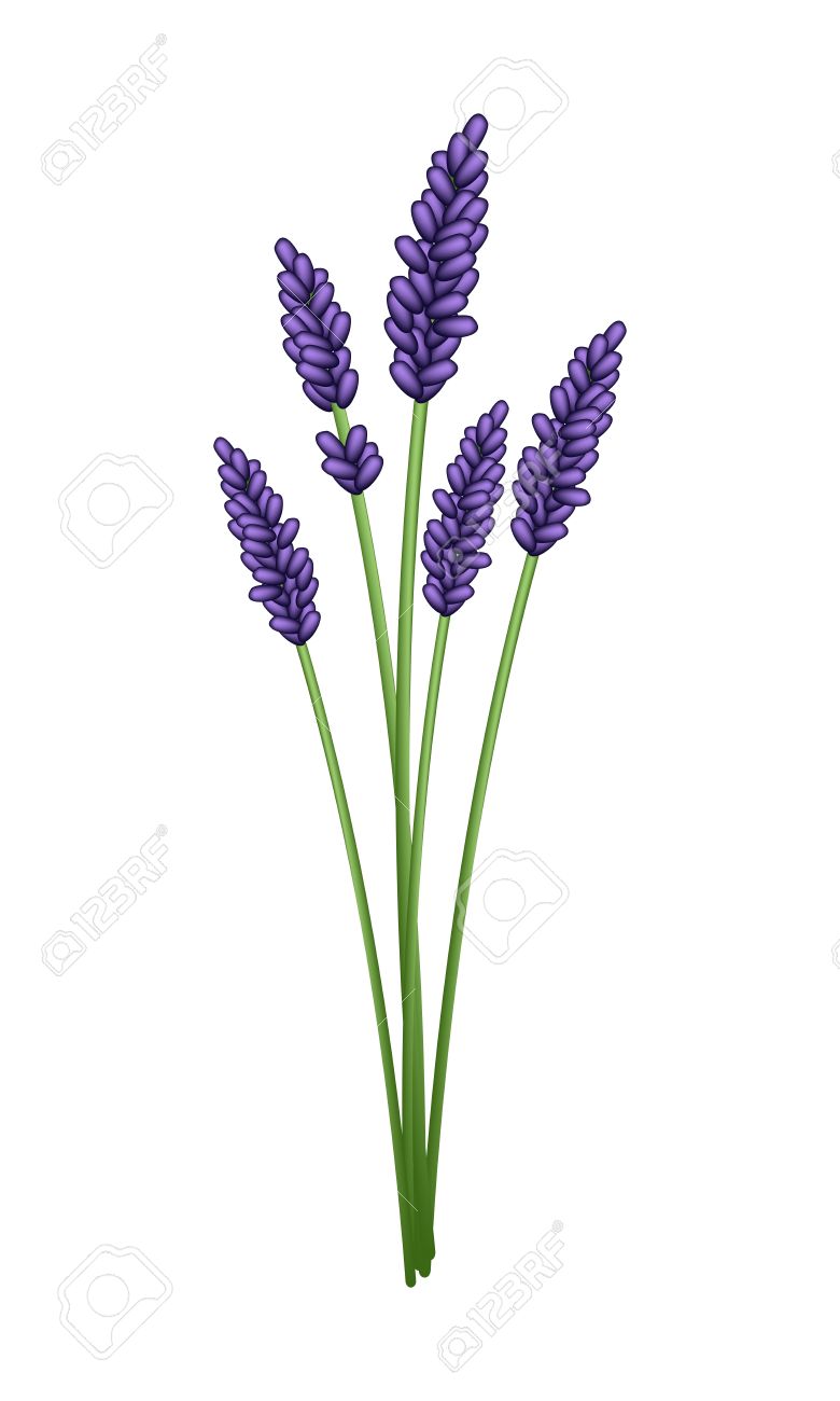 Bunch Of Beautiful Purple Lavender Flowers Isolated On A.