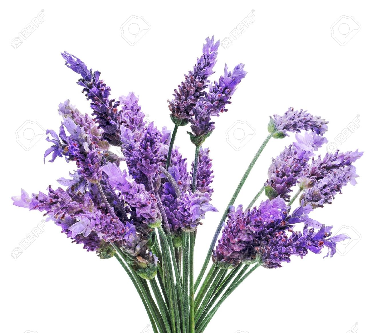 Lavender Bunch Clipart 20 Free Cliparts Download Images On Clipground 2024 