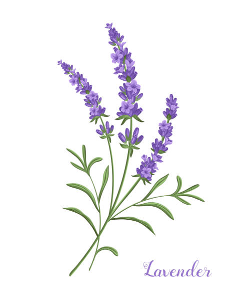 lavender find my iphone icon