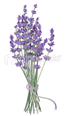 Lavender flower clipart.
