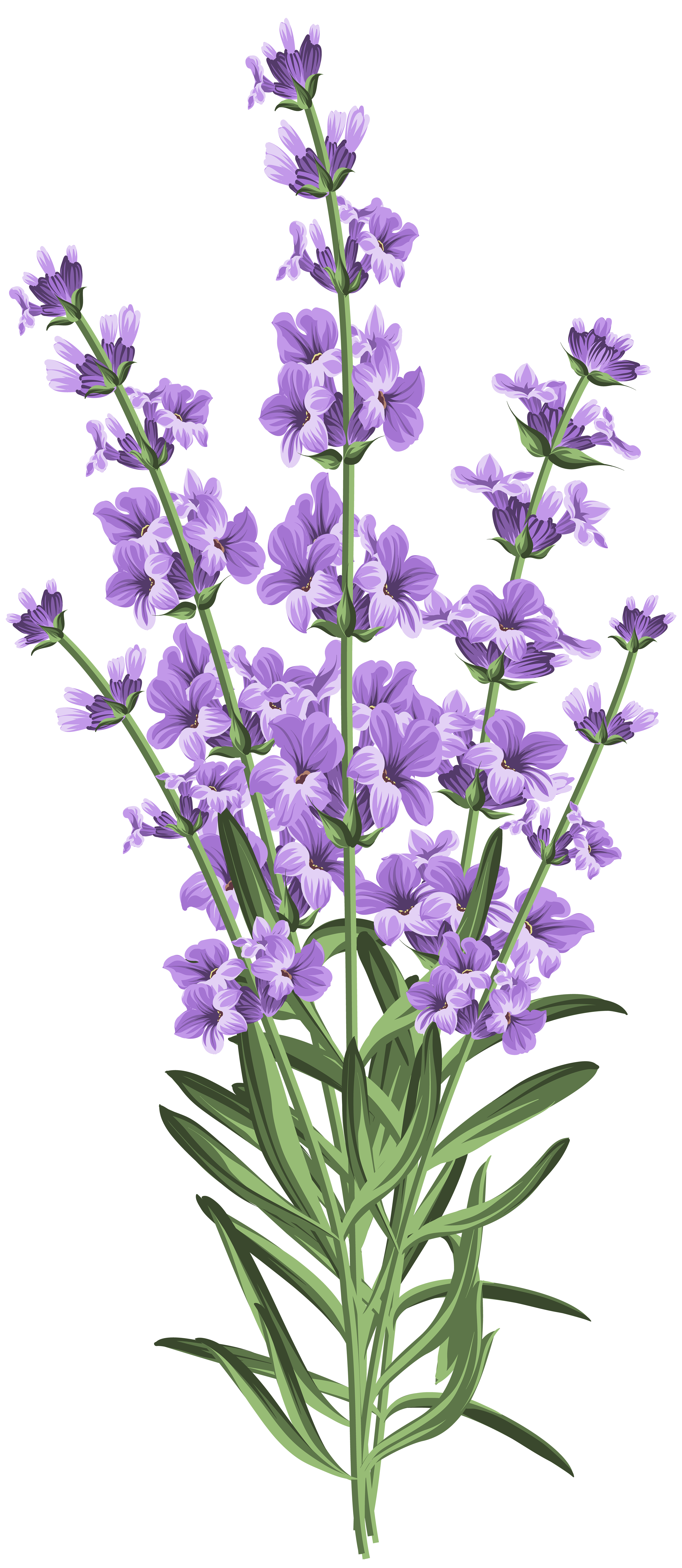 lavender transparent clipart 10 free Cliparts Download images on