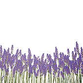Free Free Cliparts Lavender, Download Free Clip Art, Free.