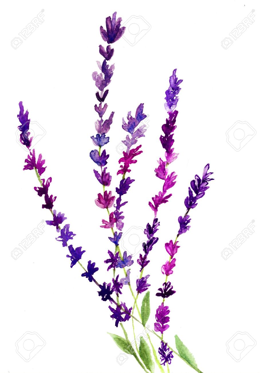 7,333 Lavender Flower Cliparts, Stock Vector And Royalty Free.