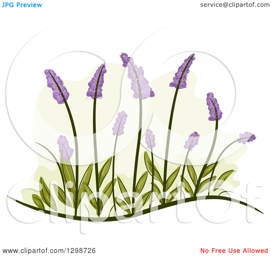 Clipart of Lavender Flowers and Leaves.