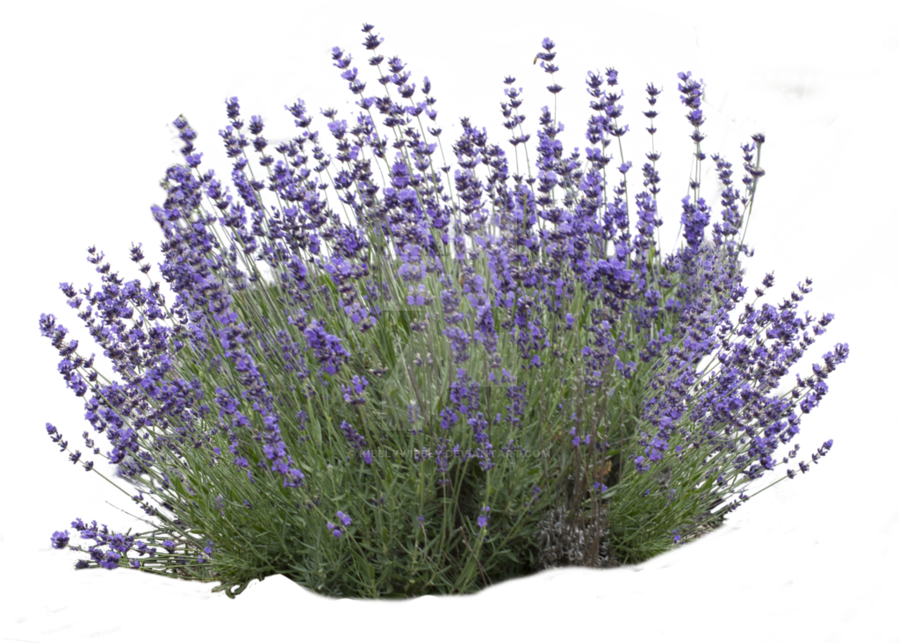 Lavender Flower clipart.