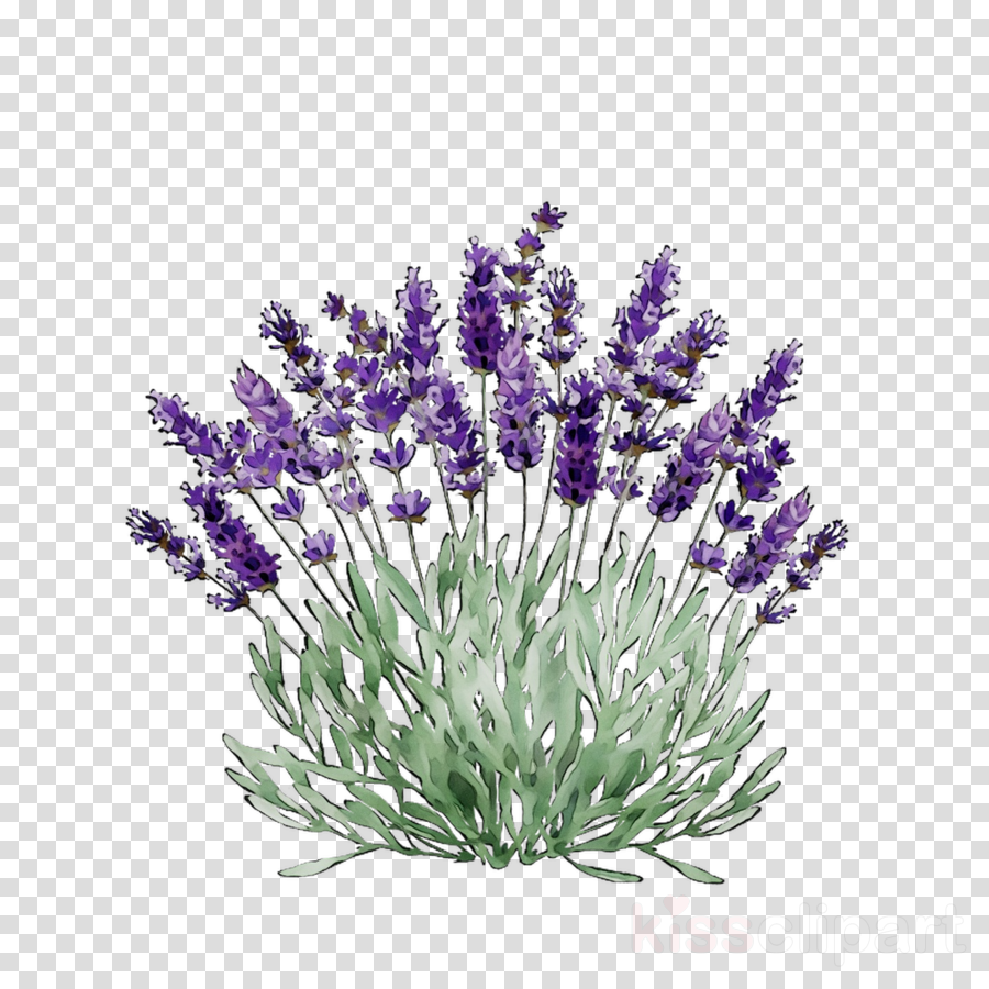  lavender  plant clip art 10 free Cliparts Download images 
