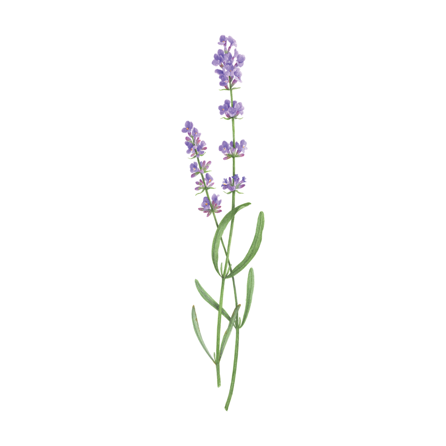 lavender png 10 free Cliparts | Download images on Clipground 2024
