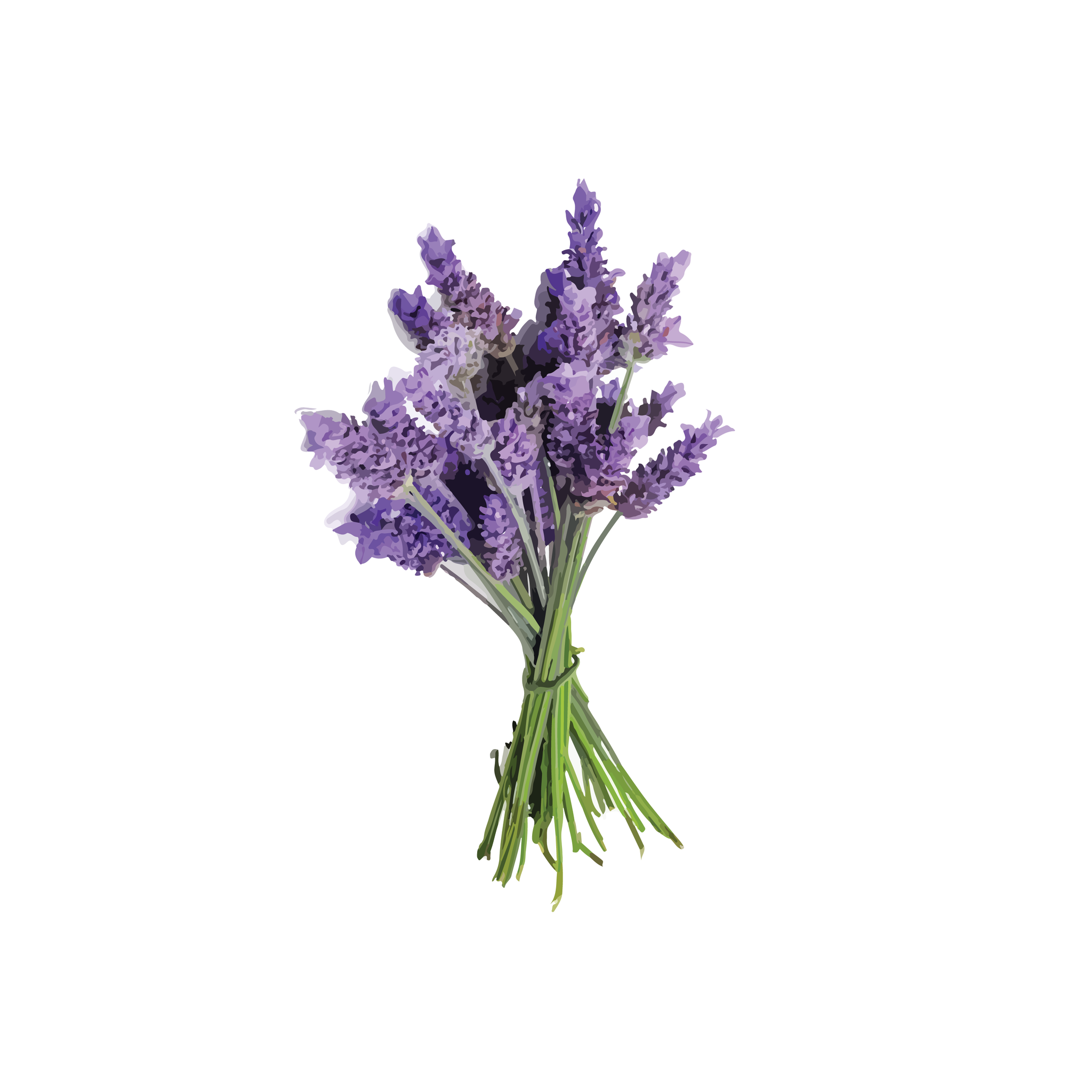 lavender png 10 free Cliparts | Download images on Clipground 2021