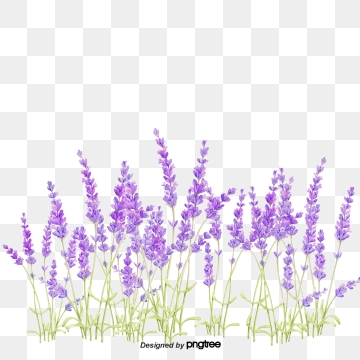 Lavender PNG Images, Download 474 Lavender PNG Resources.