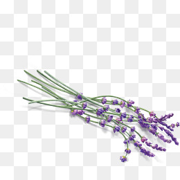 Lavender PNG Images, Download 474 Lavender PNG Resources.
