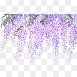 Lavender PNG Images, Download 474 Lavender PNG Resources.