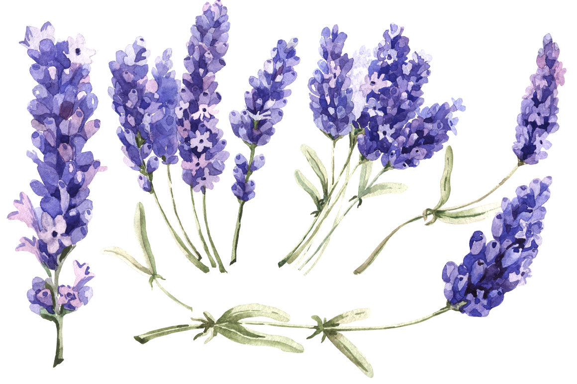 Lavender Png & Free Lavender.png Transparent Images #1765.