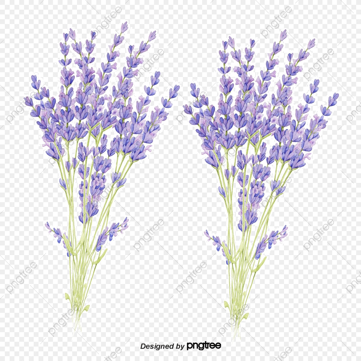 lavender png vector 10 free Cliparts | Download images on Clipground 2024