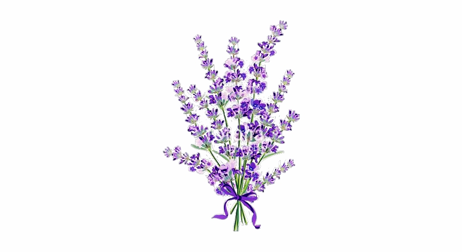 Vector Lavender Flowers Lavender Illustration Free PNG.