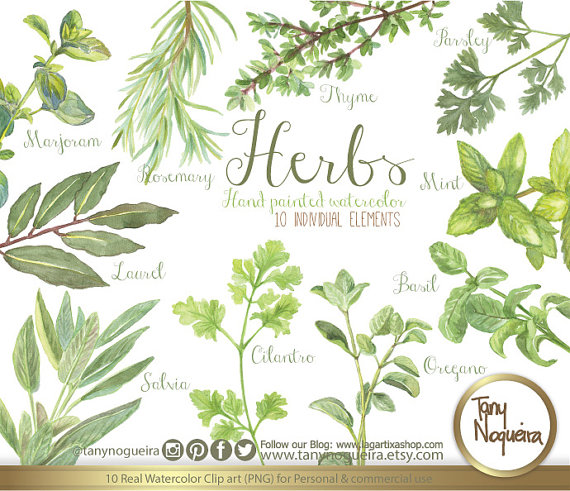 Vintage Herbs, Watercolor, Shabby Chic, botanical, rosemary.