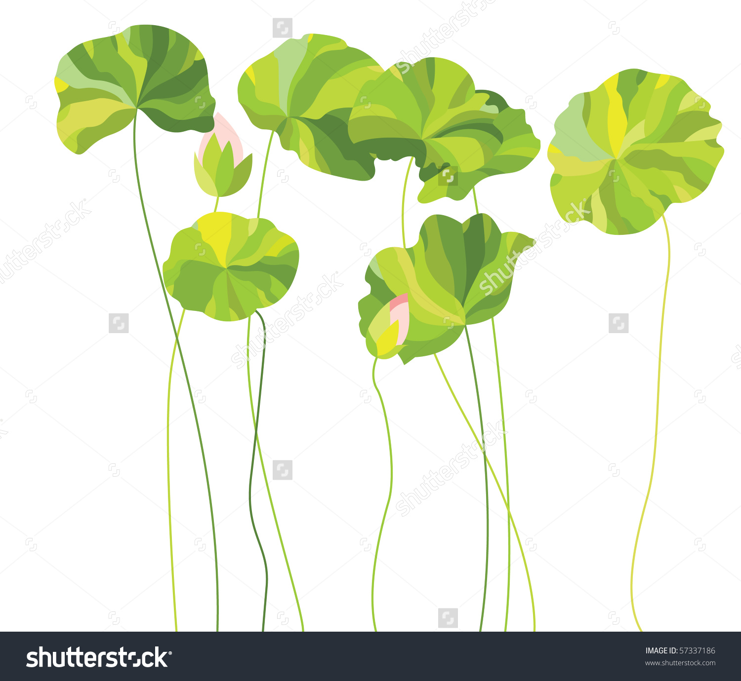 Vector Illustration Lotus Leaves Buds Stock Vector 57337186.