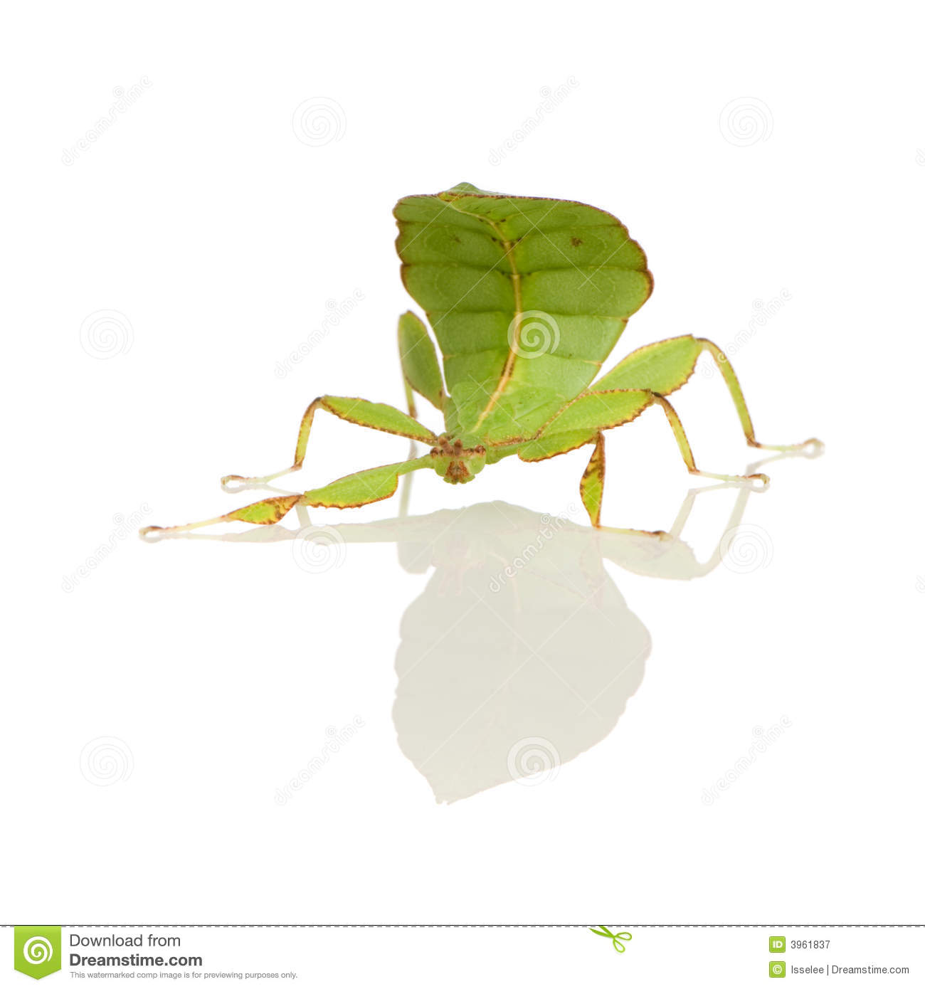 Leaf Insect, Phylliidae.