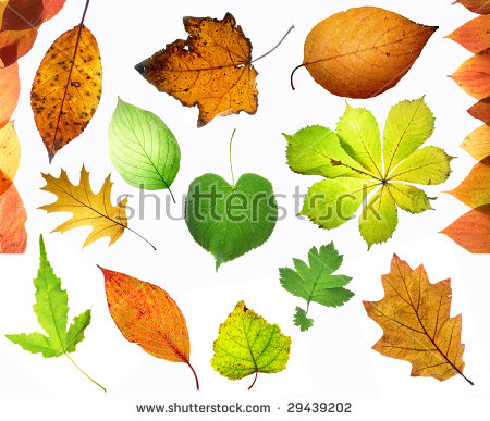 Leaf capillaries clipart 20 free Cliparts | Download images on ...
