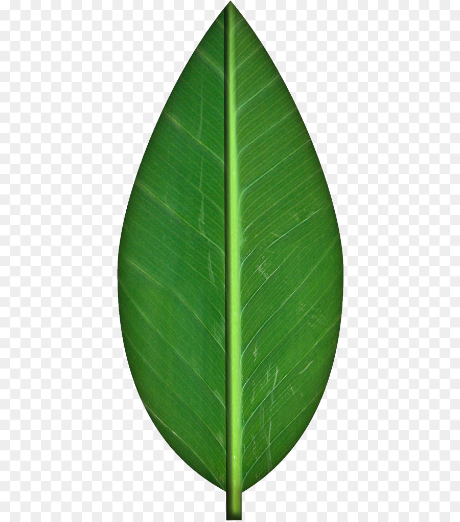 Banana Leaf Clipart.