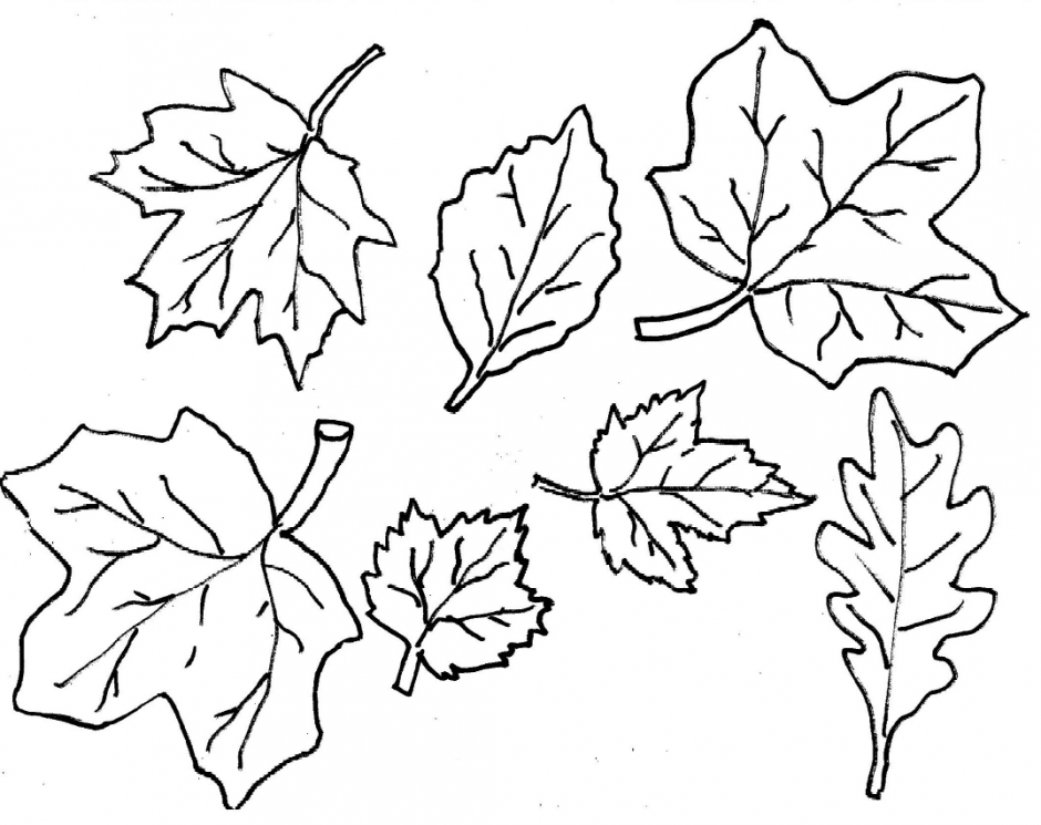 Color Fall Leaves Clipart.