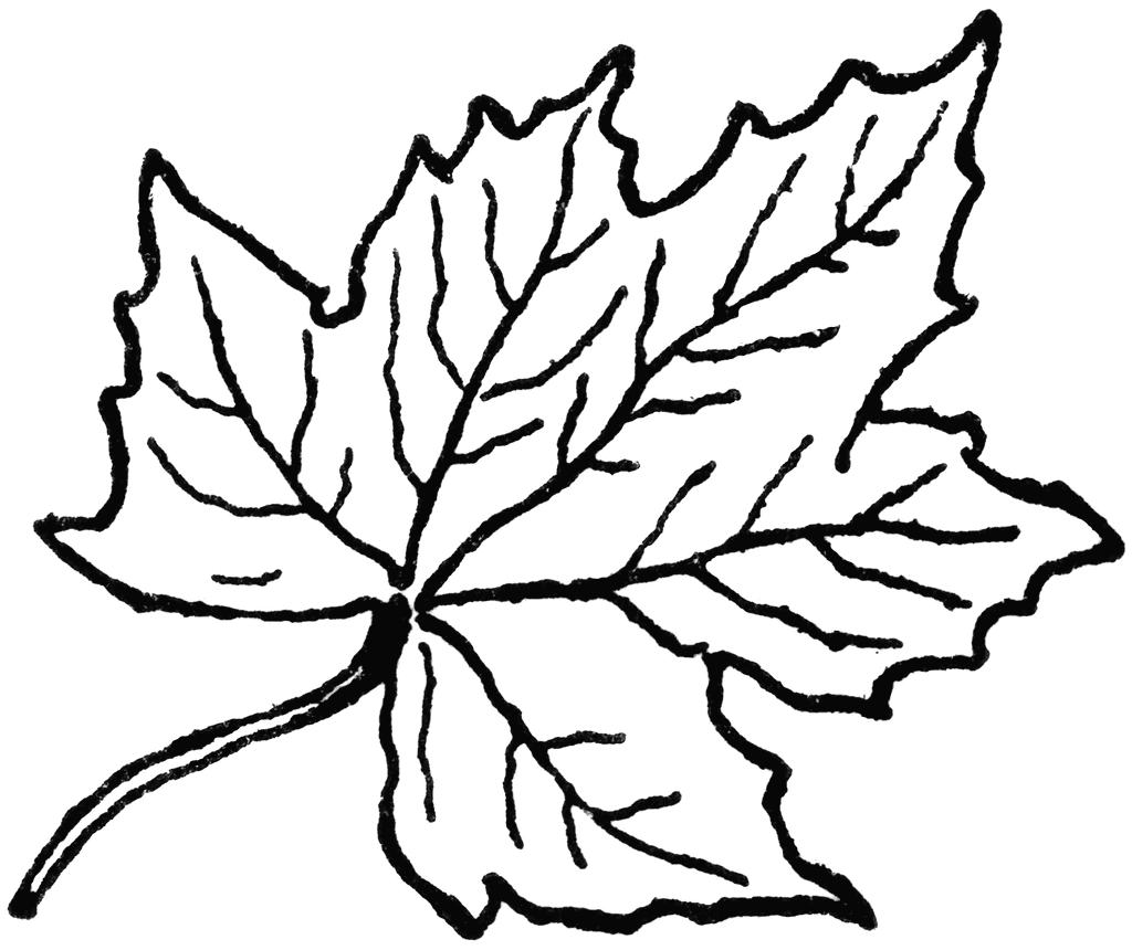 Leaf coloring sheet.
