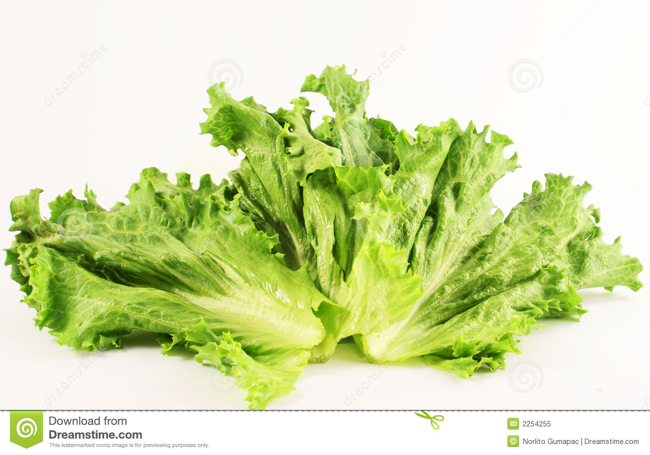 Image Gallery of Lettuce Clipart.