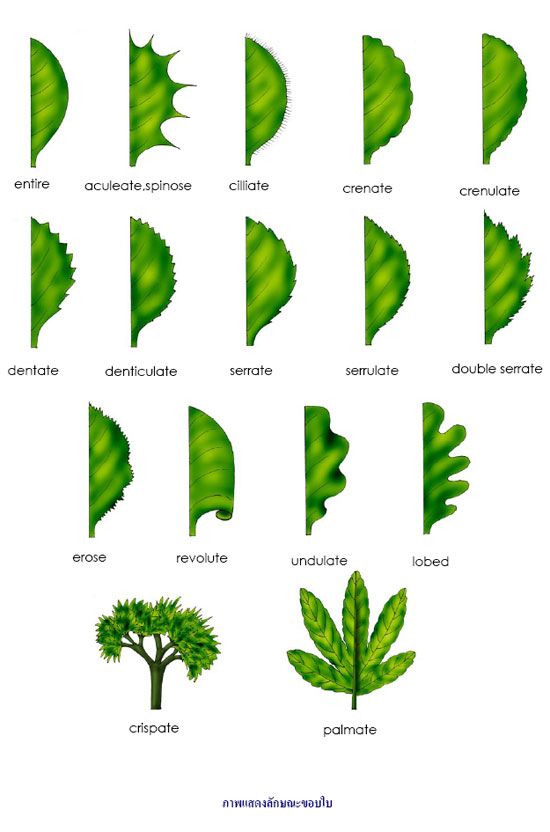 leaf-margin-clipart-20-free-cliparts-download-images-on-clipground-2024