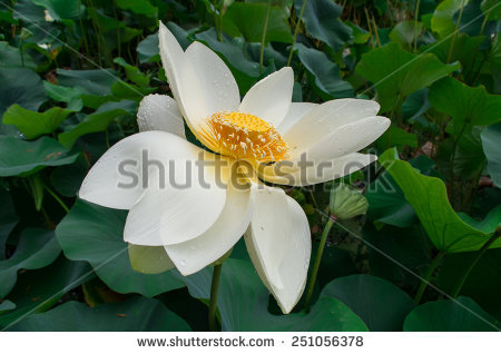 White Lotus Flower, Latin Name Nelumbo Nucifera, Also Known As.