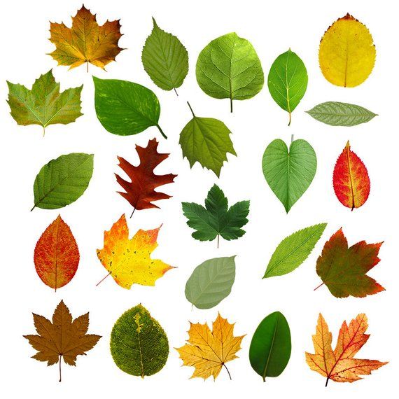Leaves, Leaf PNG, Clip Art, Digital Download, Photoshop.