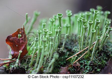 Stock Photos of Lichen.