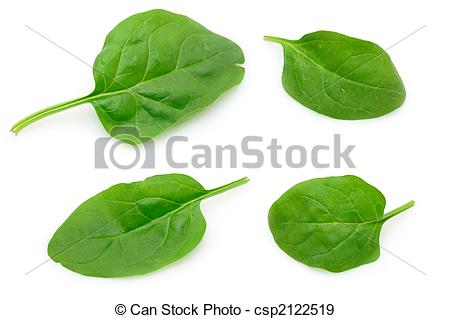 Stock Photographs of Baby spinach leaves.