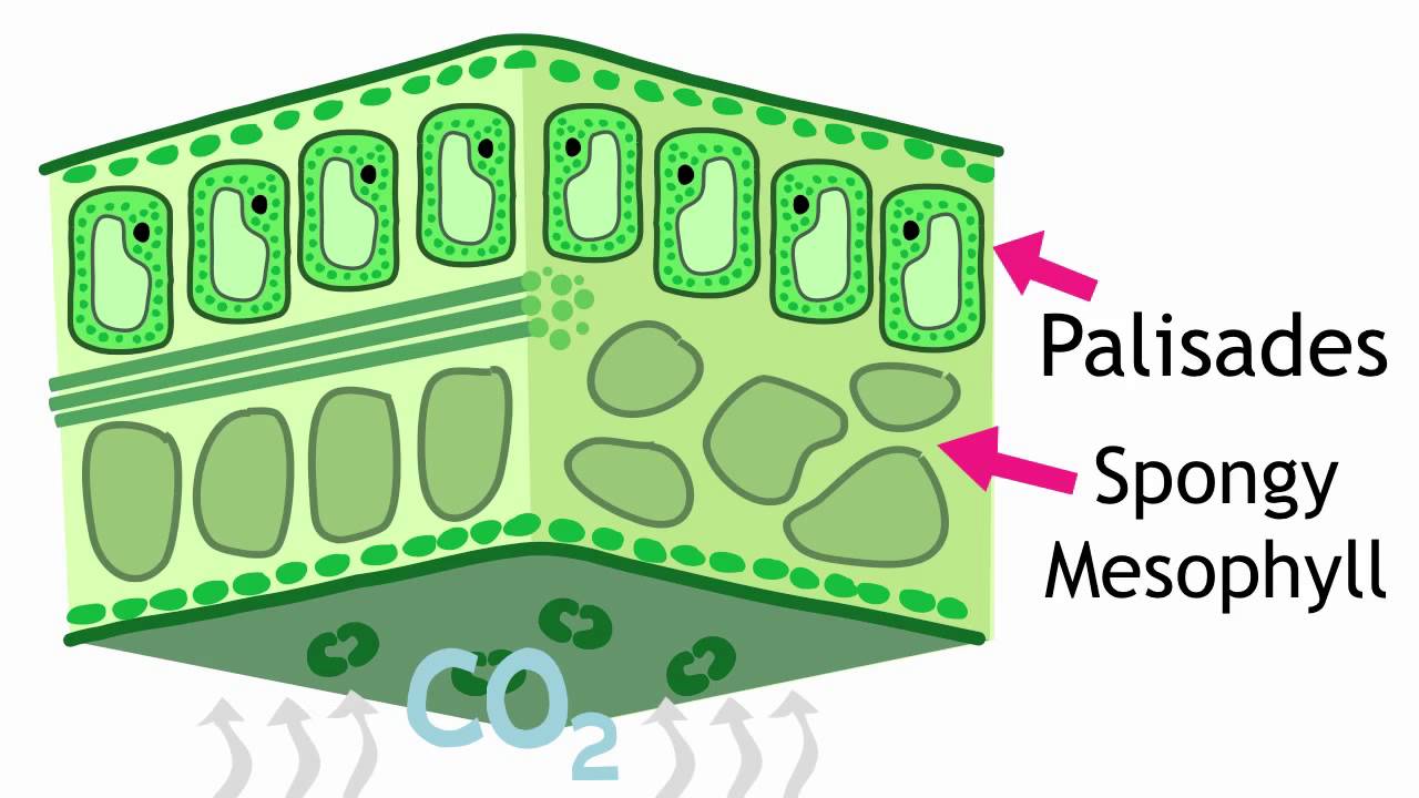 Bioinorganic Chemistry of Copper