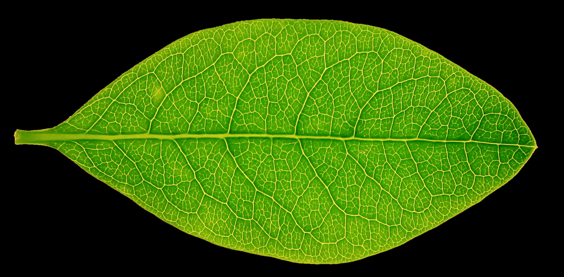 Leaf texture clipart 20 free Cliparts | Download images on Clipground 2022