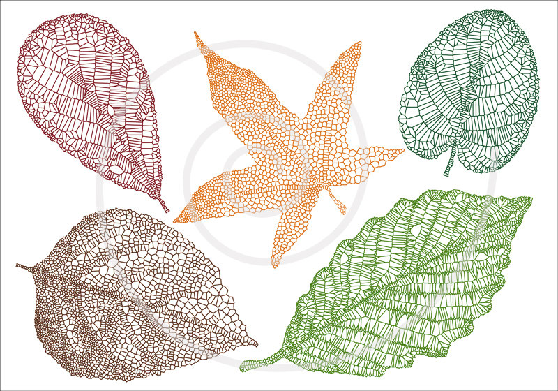 leaf-veins-clipart-20-free-cliparts-download-images-on-clipground-2023