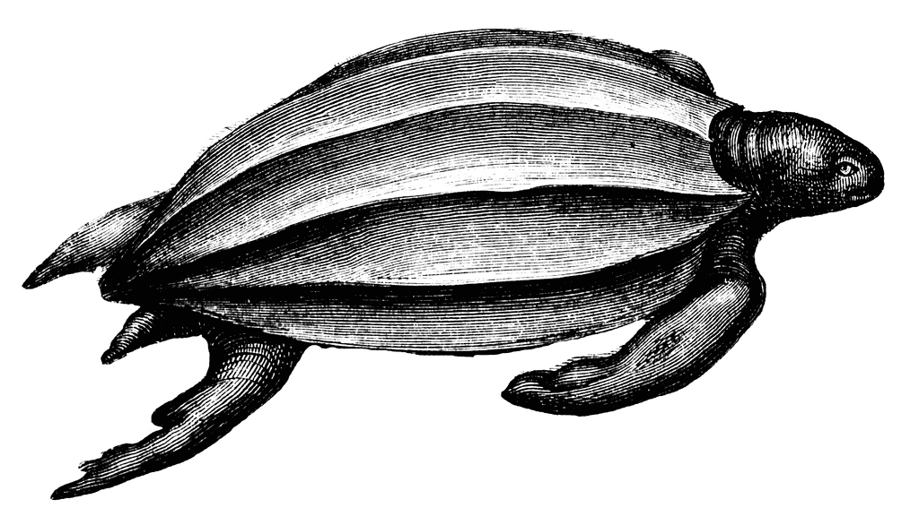 Leatherback Sea Turtle Clipart.