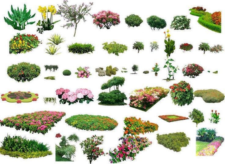 1000+ ideas about Planting Shrubs on Pinterest.