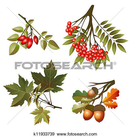 Clip Art of Collection autumn leaves and fruits k11933739.