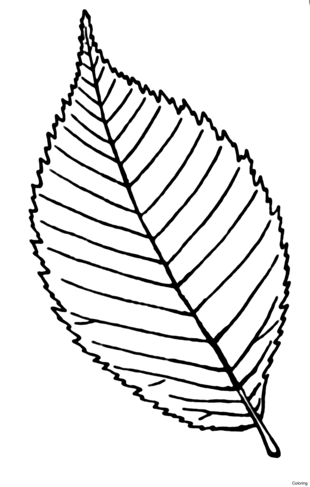 leaf clipart black and white.