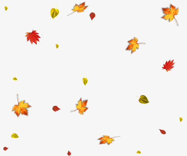 Autumn Leaves Falling, Akiba, Maple Leaf, Fall PNG.