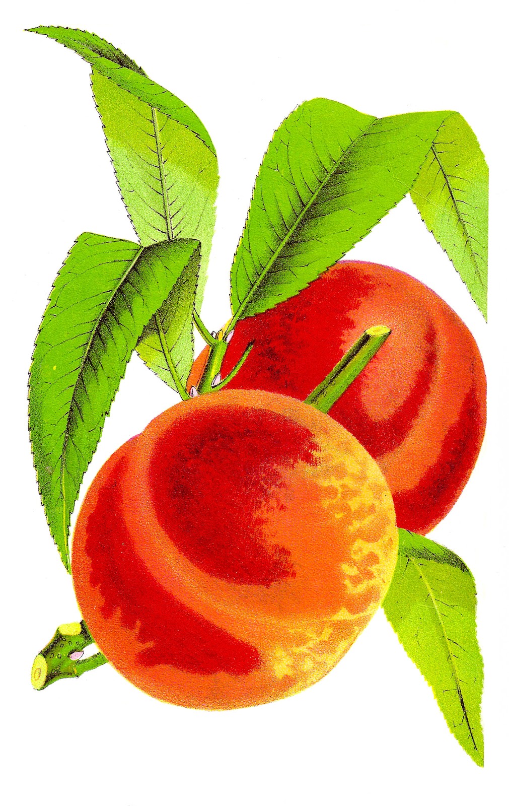 Antique Images: Fruit Clip Art: Vintage Peach Graphic Wheatland.