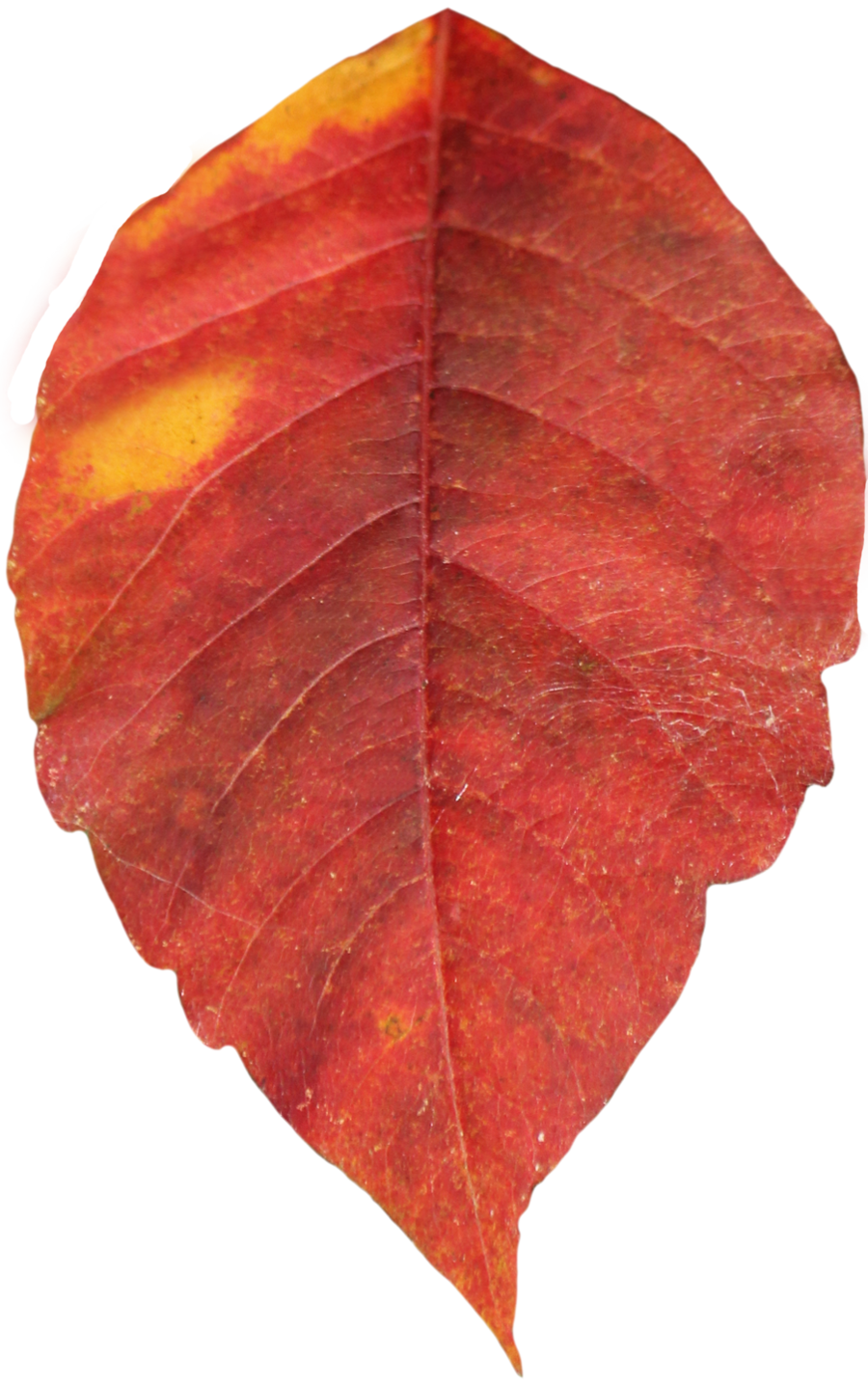 Autumn leaves PNG images, free PNG yellow leaves pictures.