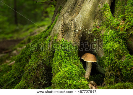 Edible Fungi Stock Photos, Royalty.