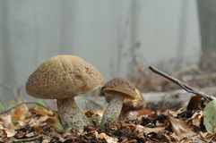 Hazel Mushroom Stock Photo.