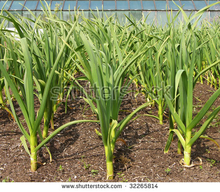 Organic Leeks Growing In Front Of A Greenhouse Stock Photo.