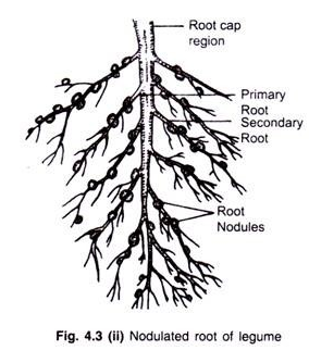Roots in Angiospermic Plants: Function, Modification and Anatomy.