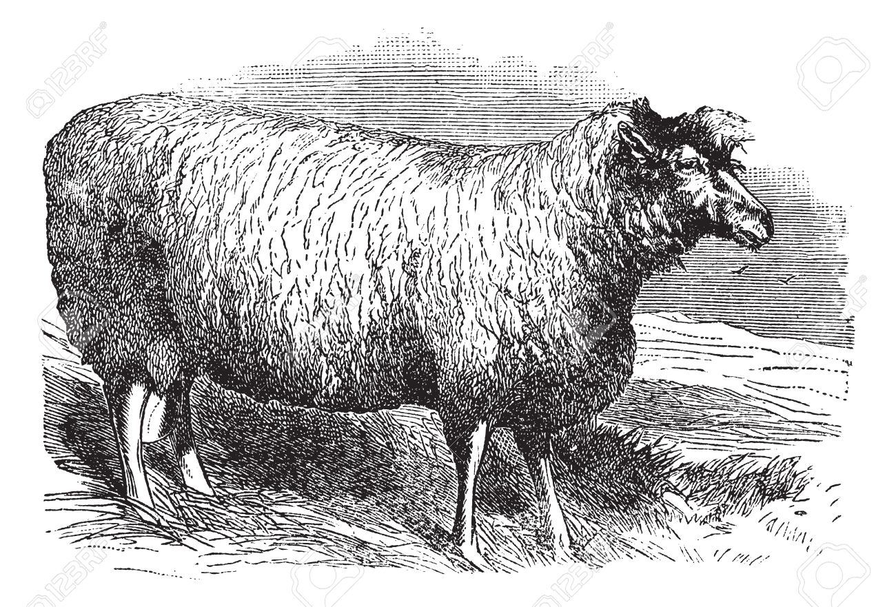 Leicester Sheep Or Bakewell Leicester Or Dishley Leicester Or.
