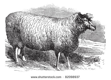 Leicester Sheep Or Bakewell Leicester Or Dishley Leicester Or.