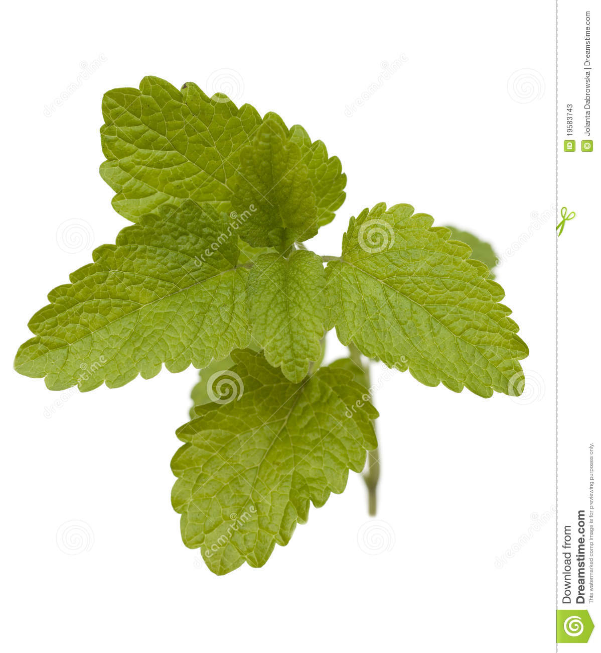 Lemon Balm Stock Photos. Lemon Balm Stock Photos.