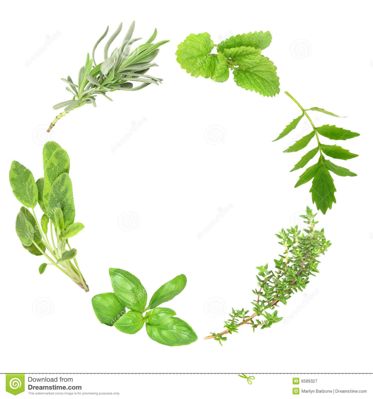 Herb Leaf Garland Of Basil Variegated Sage Lavender Lemon Balm. Herb Leaf Garland Of Basil Variegated Sage Lavender Lemon Balm.