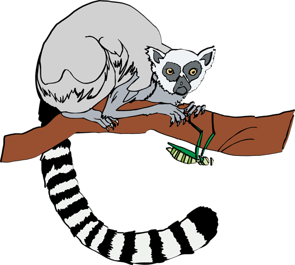 Lemur Clipart.